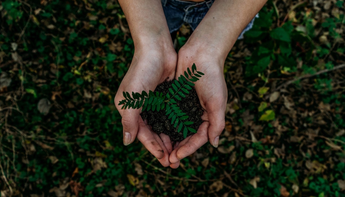 Two hands cupping dark soil with a young seedling growing from it