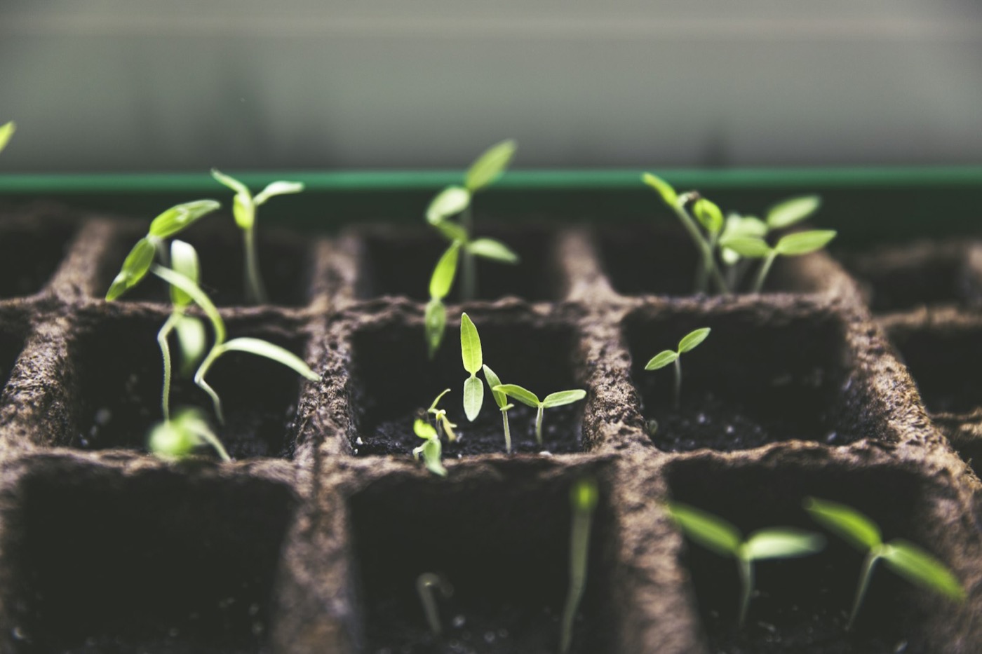 Young seedlings sprouting from a tray of rich soil